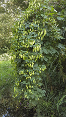 Common hop (Humulus lupulus) with many cone shaped fruits