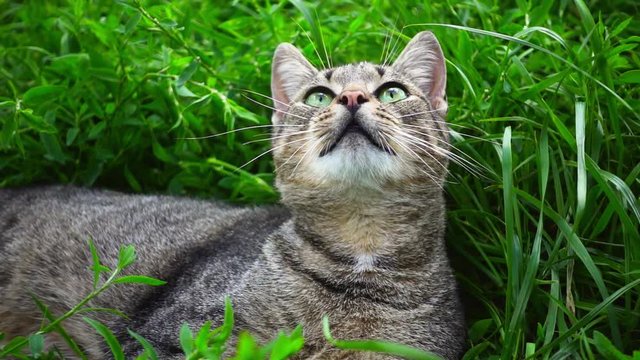 Cute cat on field of green grass. Bright green grass in summer day. Close up pretty grey cat with green eyes. Beautiful environment with home pet. Cat relaxing in nature green grass