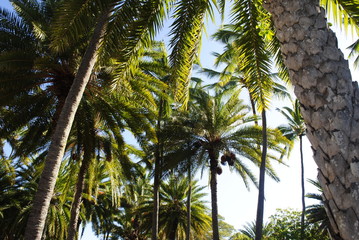Fototapeta na wymiar Palm trees in the wind