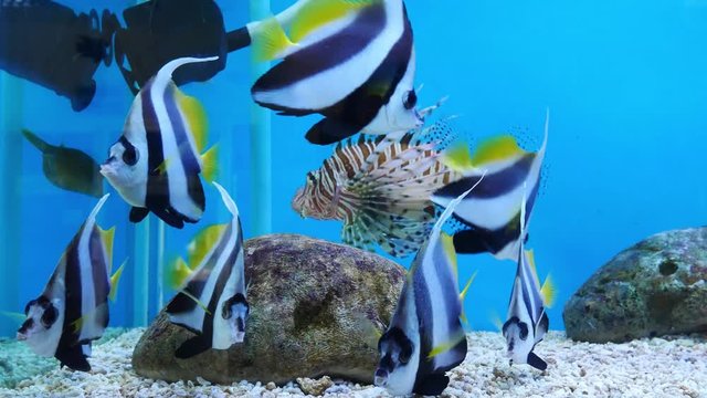 Beautiful fish in the aquarium on decoration  of aquatic plants background. A colorful  fish in fish tank.