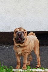 Shar Pei dog