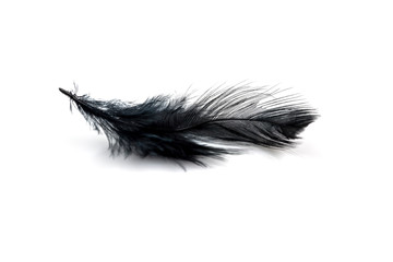 Obraz premium Close-up of Black feather isolated on white