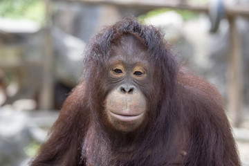 Portrait of sad Asian orangutan, close up © OlegD
