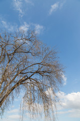 Dead dry tree with blue sky and white cloud