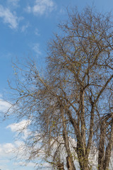 Fototapeta premium Dead dry tree with blue sky and white cloud