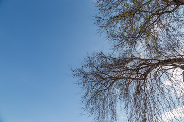 Dead dry tree with blue sky and white cloud