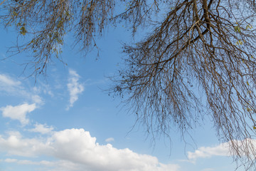 Dead dry tree with blue sky and white cloud