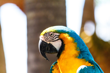 Macaw parrot with blue color.