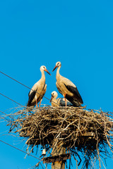 White storks (Ciconia ciconia) in the nest on the pole