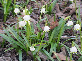 Obraz premium The first spring flowers grow: crocuses, snowdrops close-up