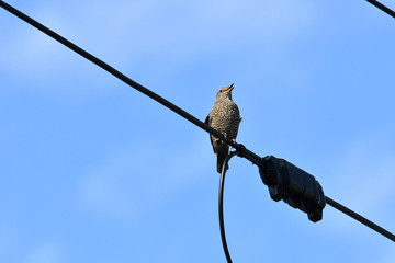 イソヒヨドリ　メス