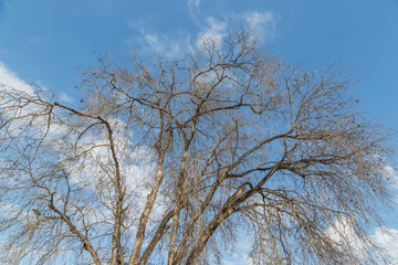 Dead dry tree with blue sky and white cloud