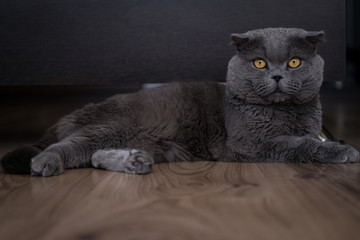 Scottish Fold Cat Looking at the Camera Lying on His Side