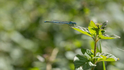 libellule bleu à l'horizontal sur une feuille verte