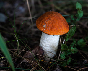 Forest mushroom. It grows under the aspen tree.