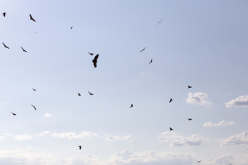 Buitres en el cielo