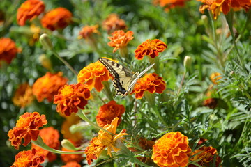 butterfly on flowers