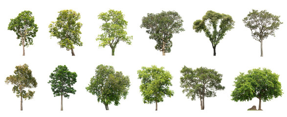 Collection of beautiful Isolated trees on white background. © Thongchai