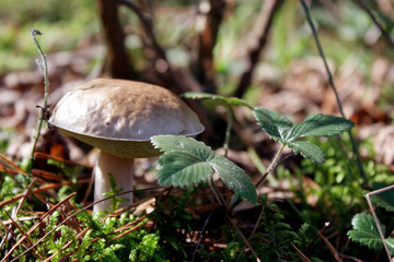 Forest mushroom. It grows under the birches.