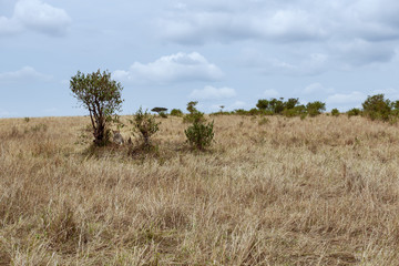cheetah © Herbert