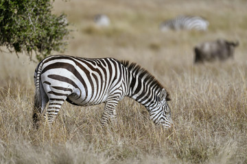 Naklejka na ściany i meble herd of zebra