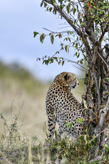 cheetah © Herbert