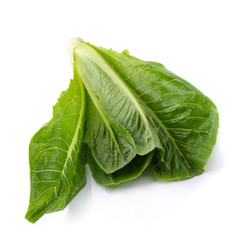 Cos Lettuce Isolated on a White Background