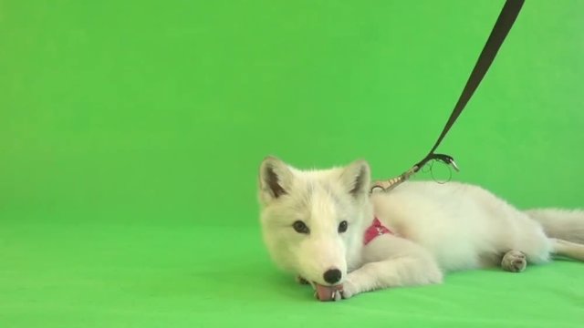 funny white fox on a green background