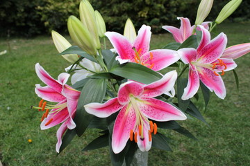 Lilies Flowers. Lily