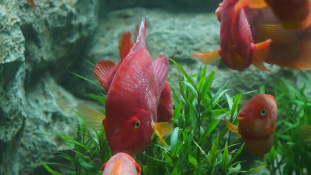 Beautiful fish in the aquarium on decoration  of aquatic plants background. A colorful  fish in fish tank.