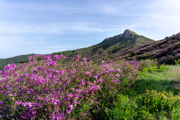 Obraz premium Pink royal azalea flower or cheoljjuk in Korea language bloom around the hillside in Hwangmaesan Country Park, South Korea