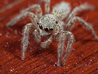 Macro Photo of Jumping Spider Isolated on Wooden Background