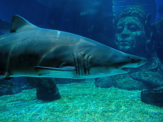 Fototapeta premium Underwater Scene of Sand Tiger Shark in Aquarium