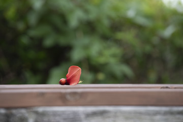 ベンチの落葉