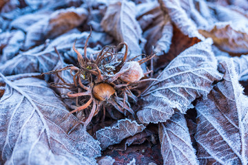 Haselnuss zwischen Blättern mit Rauhreif