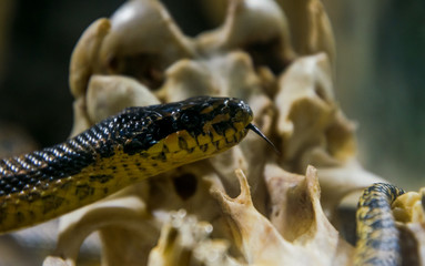 Deadly American Kingsnake and old skull. Desert in California