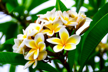 Photo of white yellow flowers branch plumeria
