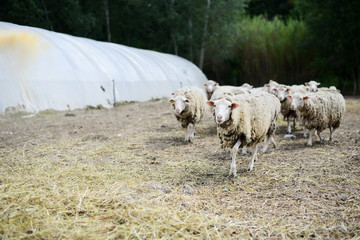 herd of sheep in a agriculture small livestock husbandry farm