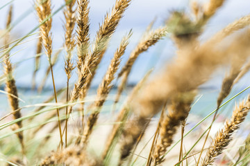 Fototapeta premium Textue de blé dans les dunes de l'océan pacifique