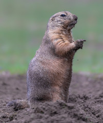 Close up of a Black-tailed prairie dog (Cynomys ludovicianus)