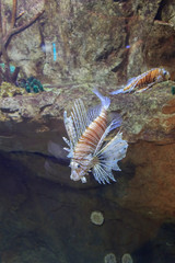 Pantodon buchholzi