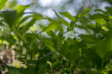 Obraz premium Polygonatum odoratum white forest flowers in bloom, springtime wild flowering plant