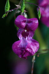 Blüte von vorne vom Drüsigen Springkraut,Makro