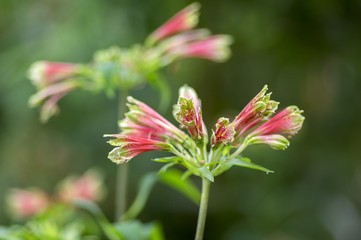 Amazing tropical alstroemeria viridiflora flower in bloom, colorful beautiful flowering Brazil plant