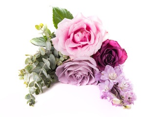 Pink and purple roses with leaves isolated on white background