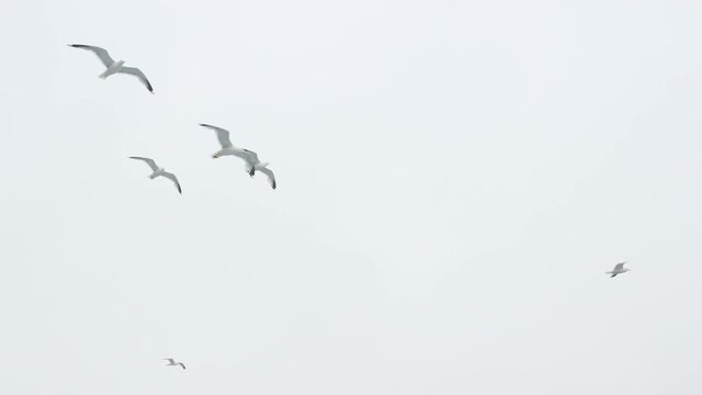 A flock of seagulls flies against the background of the milk sky