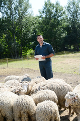 Naklejka premium portrait of a handsome young shepherd veterinarian taking care of herd of sheep in small countryside farm