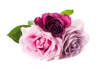 Pink and purple roses isolated on white background