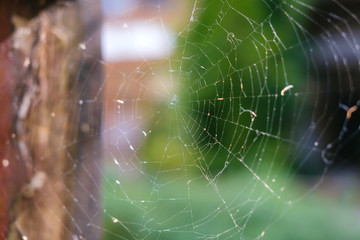 Close-up cobweb at old house with green color of tree in the background