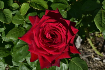 バラの形　渦巻き　花びら